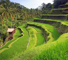 Green Bali rice terraces