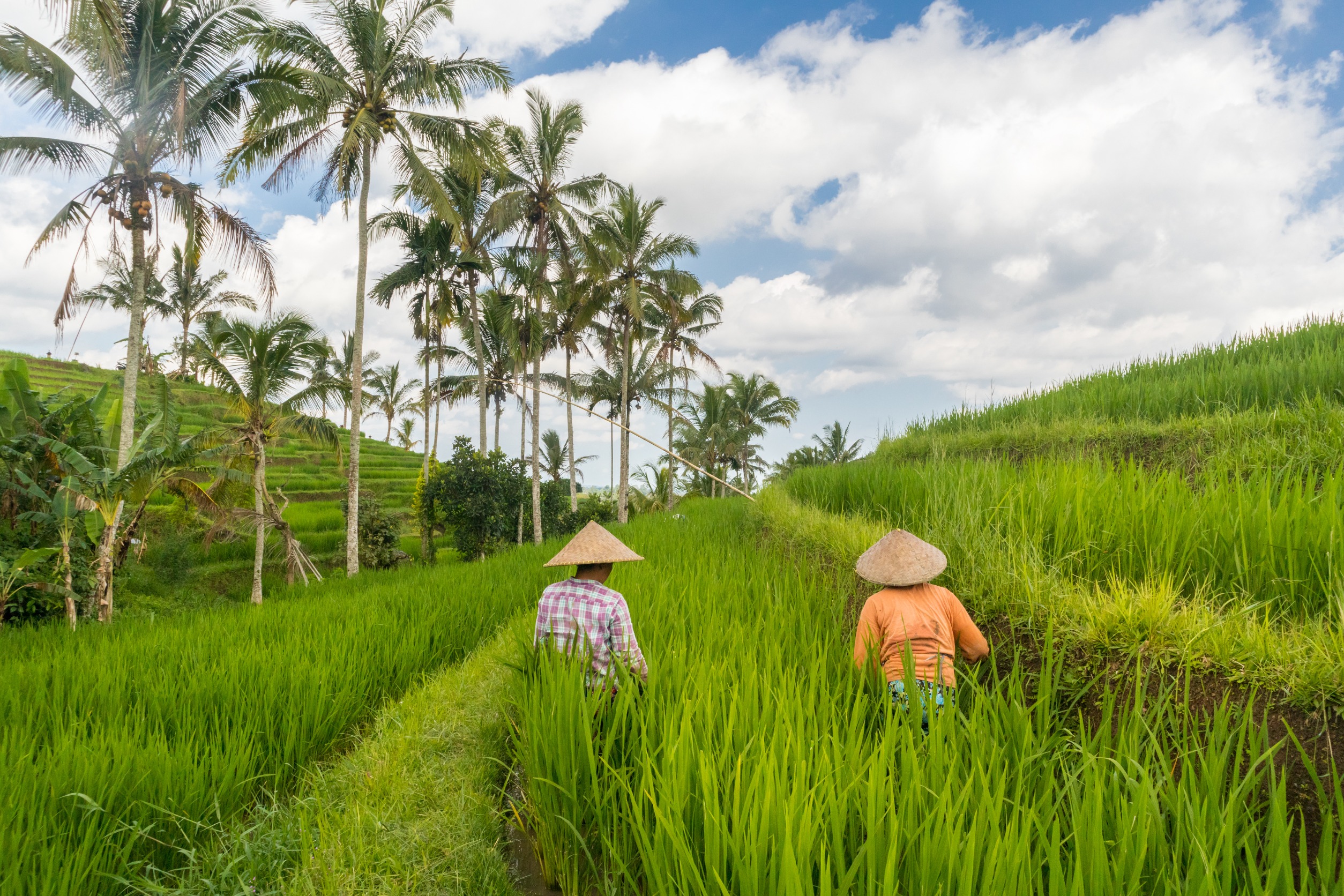 Jatiluwih Rice Terraces