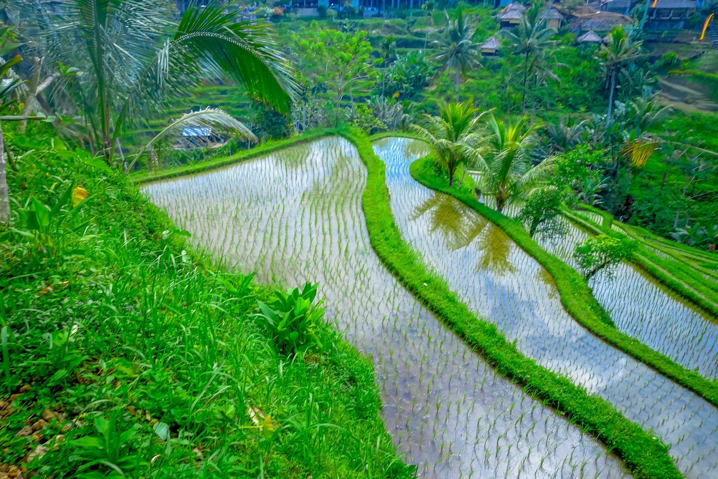Tegallalang Rice Terraces