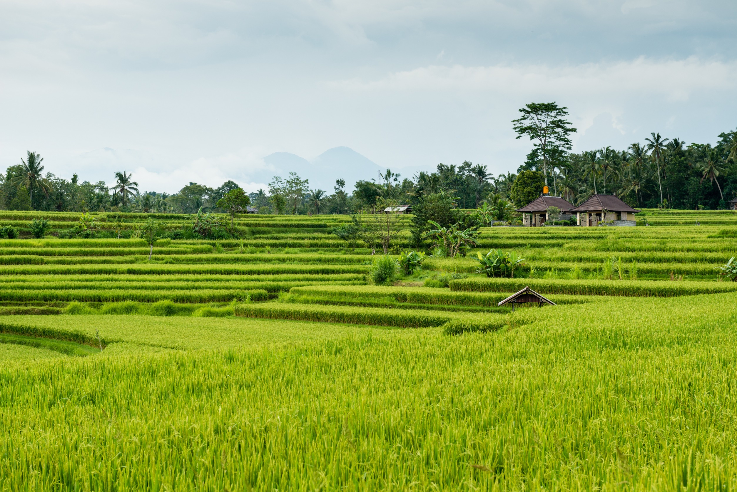 organic farm bali
