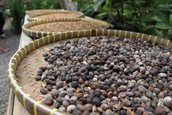 Fresh coffee beans drying in round bamboo trays