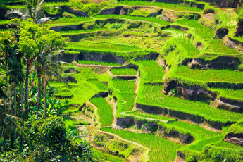 Lush green rice terraces under bright daylight